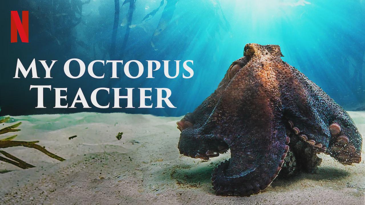 My Octopus Teacher